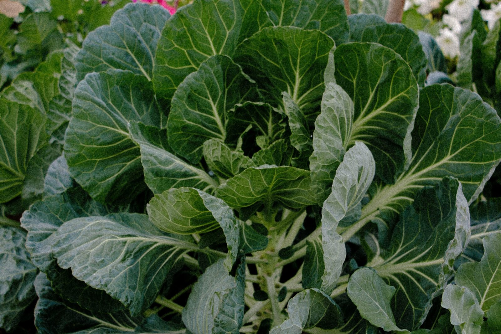 a close up of a plant with many leaves